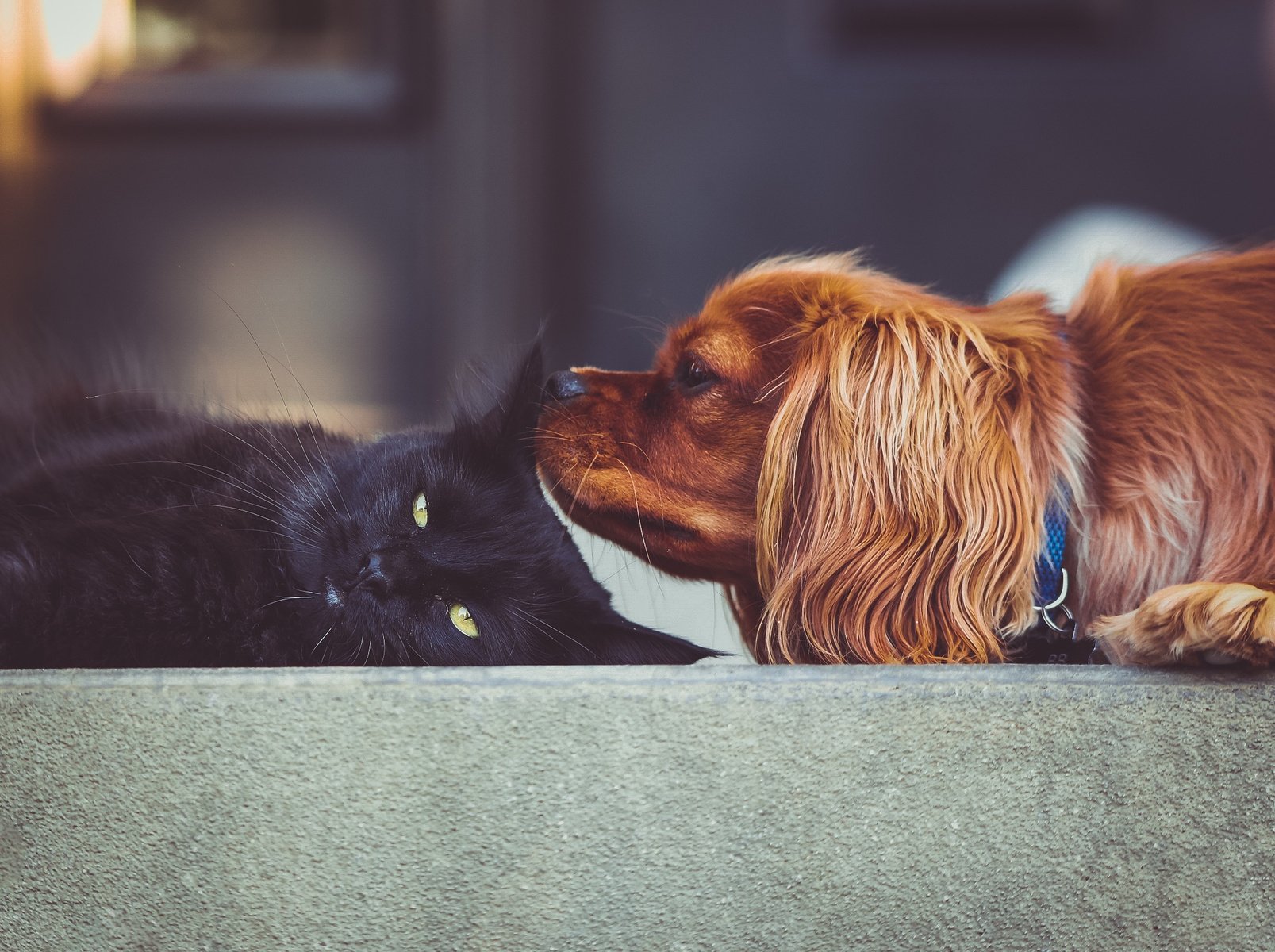 Cute Cat and Dog Playing Around