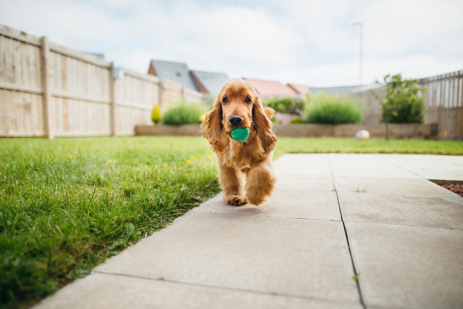 Dog Playing Fetch