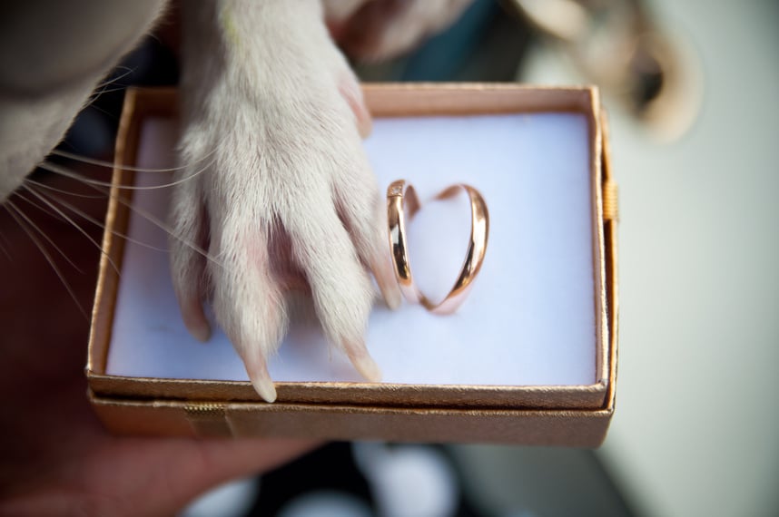 Wedding. Wedding rings animals dog's paw